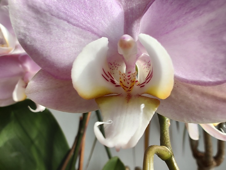 Motorola Edge 30 Pro