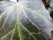 Motorola Edge 30 Pro