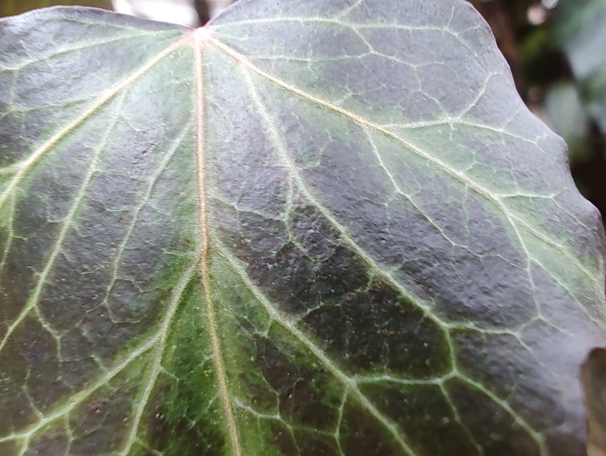 Motorola Edge 30 Pro