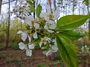 Motorola Edge 40 Pro