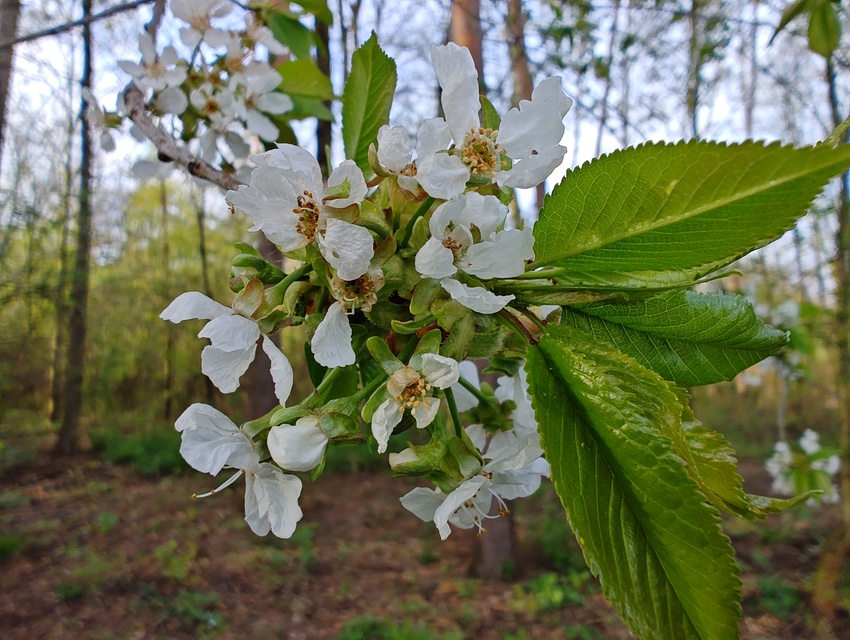 Motorola Edge 40 Pro