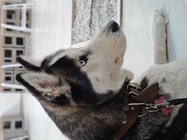 Motorola Edge 40 Pro