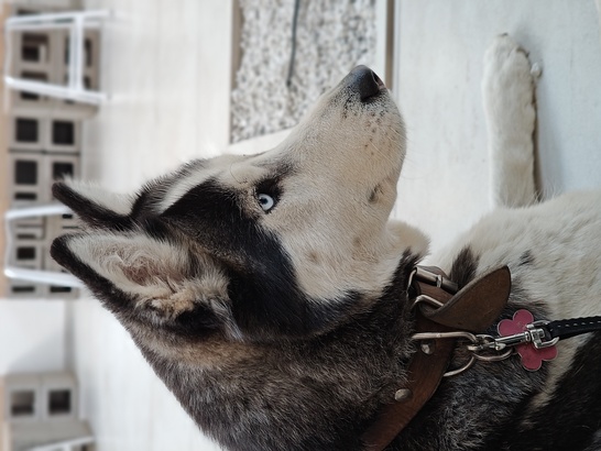 Motorola Edge 40 Pro