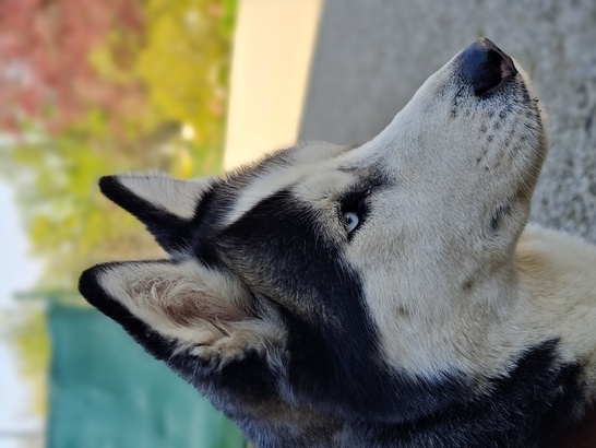 Motorola Edge 40 Pro