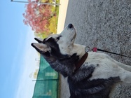 Motorola Edge 40 Pro