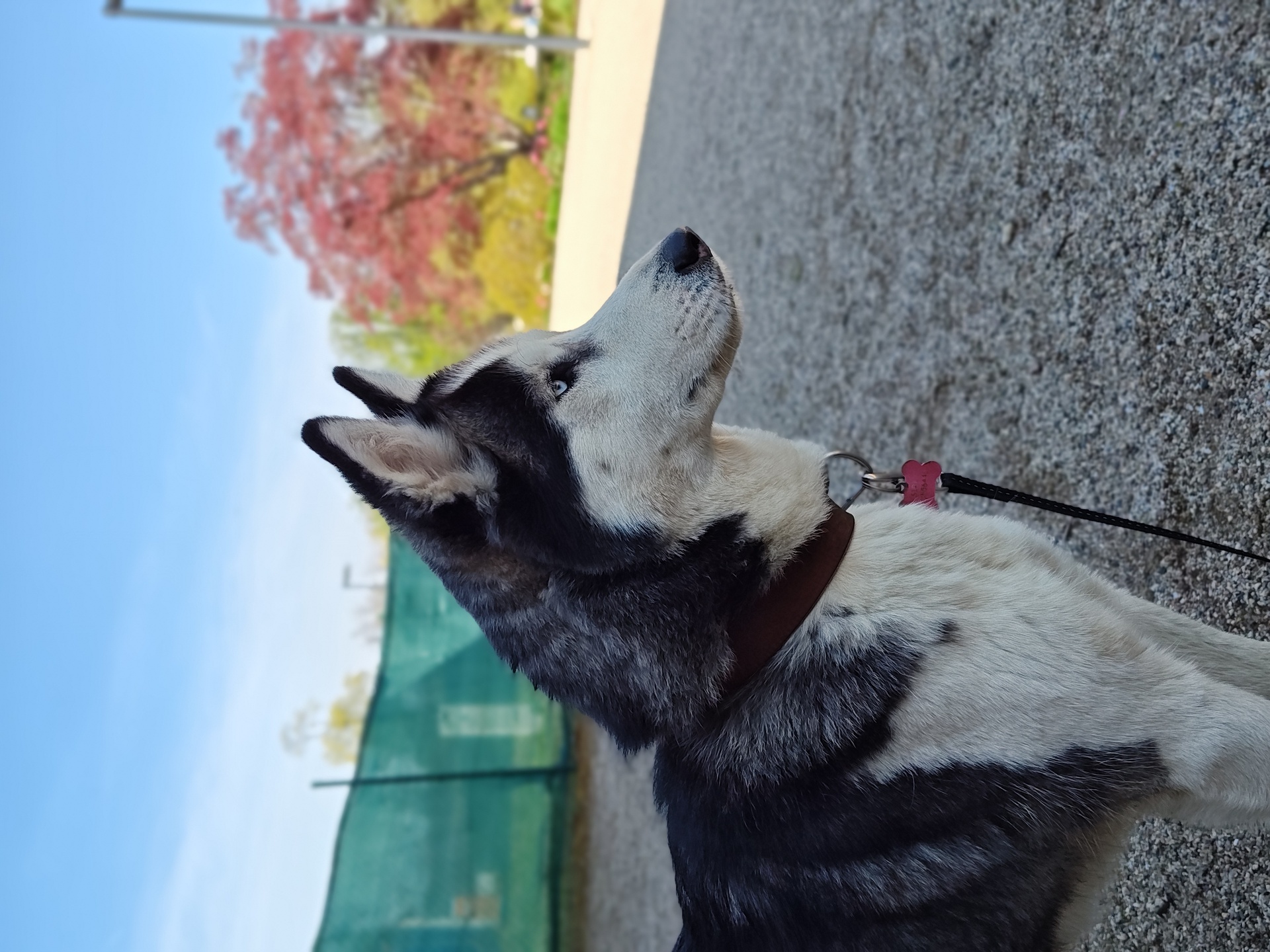 Motorola Edge 40 Pro