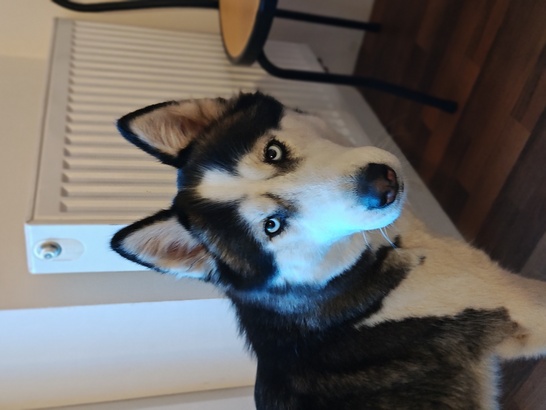 Motorola Edge 40 Pro