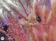 Motorola Edge 50 Pro