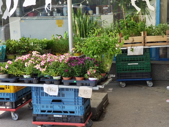 Motorola Edge 50 Pro