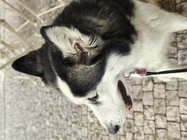 Motorola Edge 50 Ultra