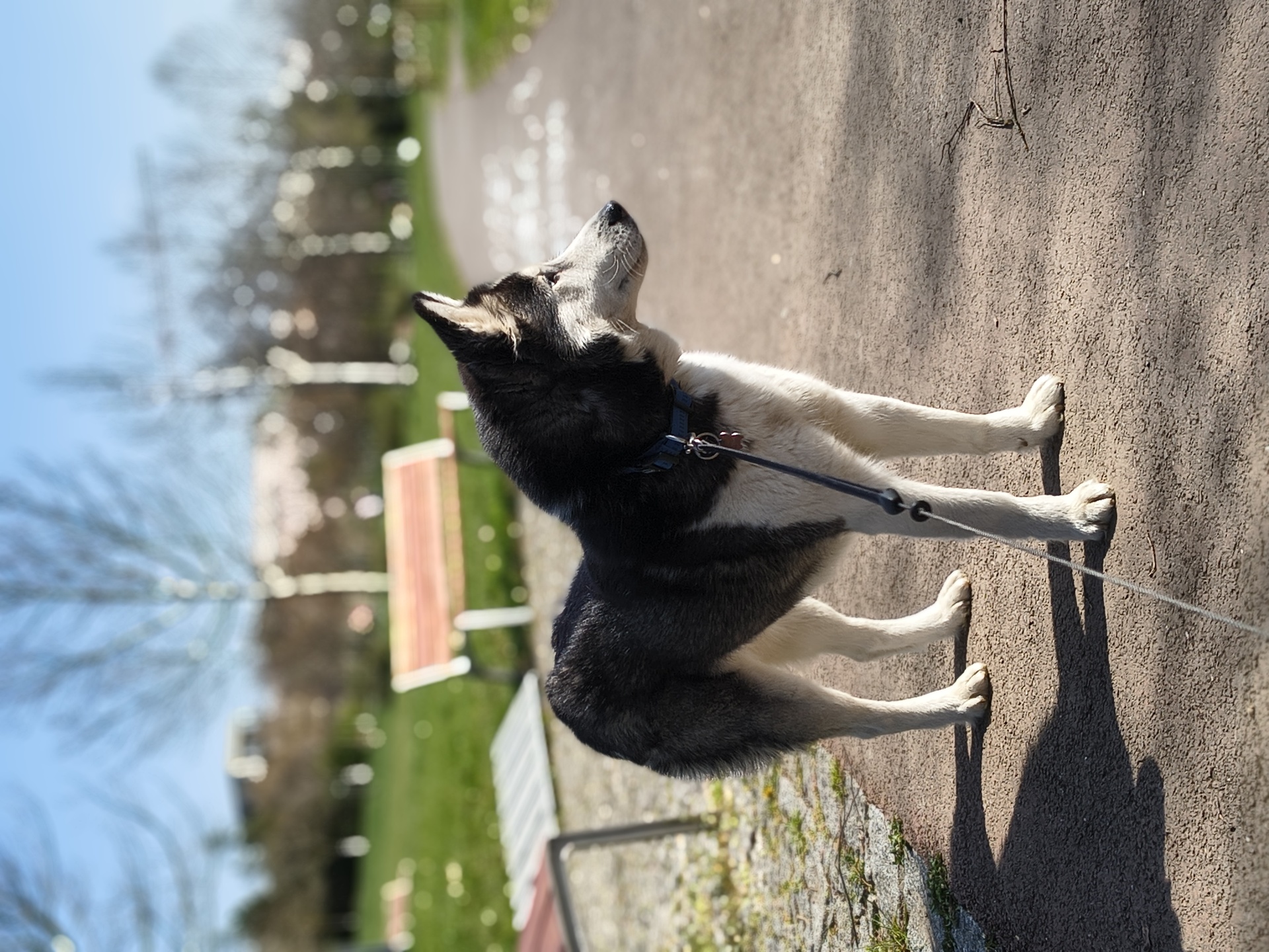 Motorola Edge 60 Fusion