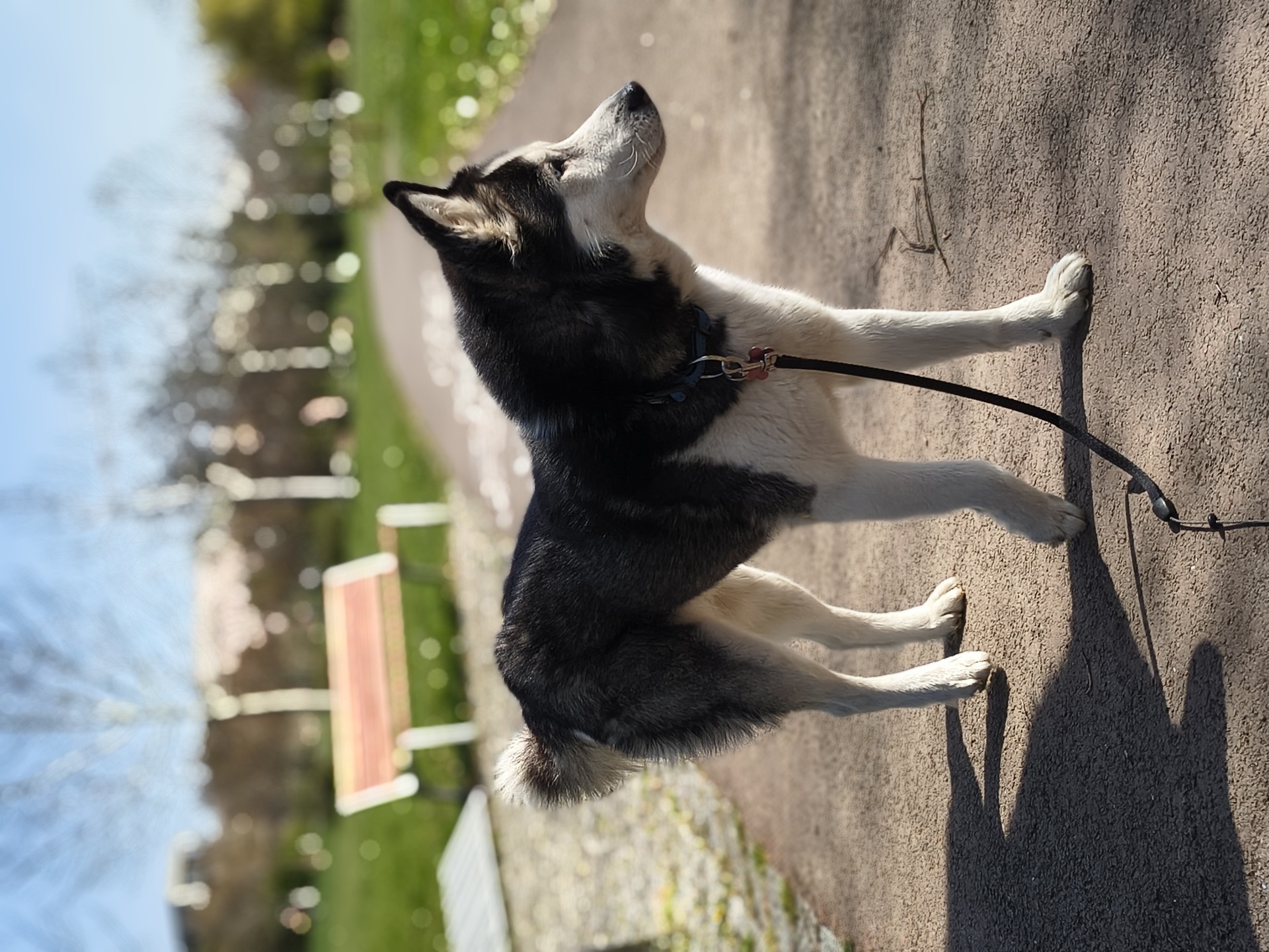 Motorola Edge 60 Fusion