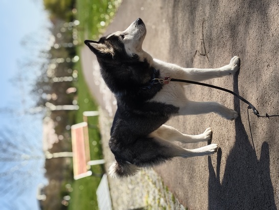 Motorola Edge 60 Fusion