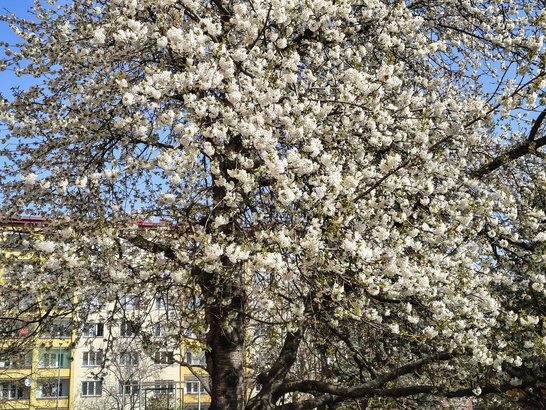 Motorola Edge 60 Fusion