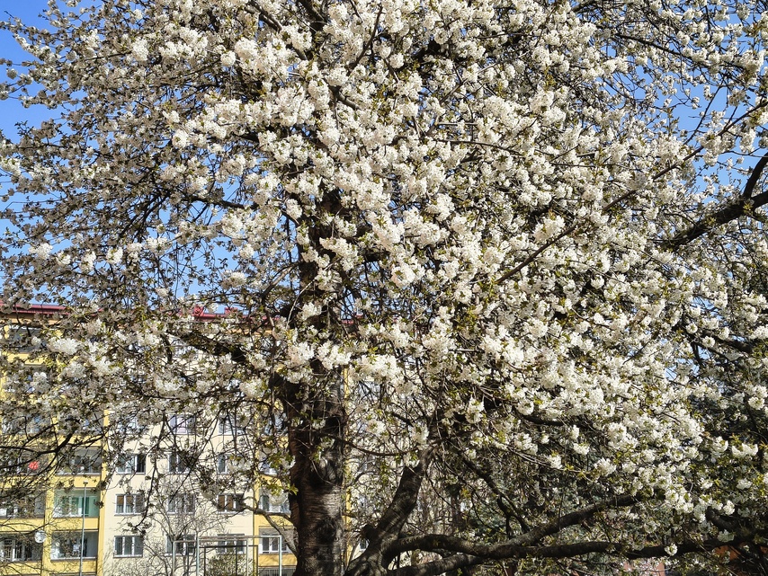 Motorola Edge 60 Fusion