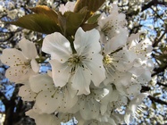 Motorola Edge 60 Fusion