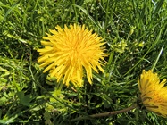 Motorola Edge 60 Fusion