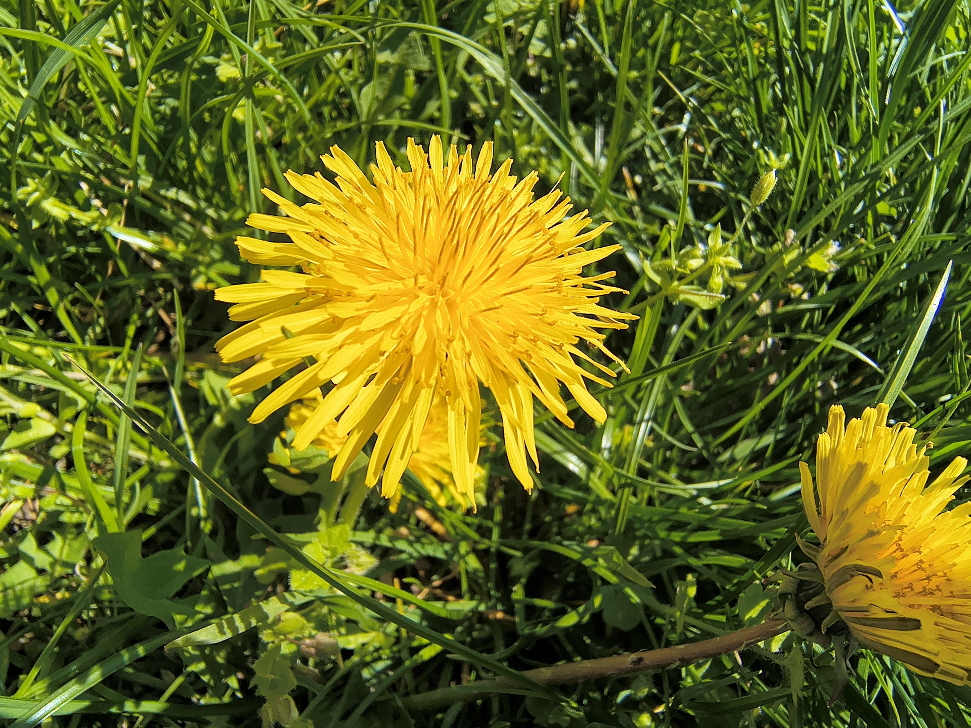 Motorola Edge 60 Fusion