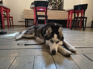 Motorola Edge 60 Fusion