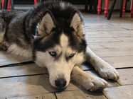 Motorola Edge 60 Fusion