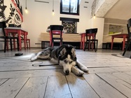 Motorola Edge 60 Fusion