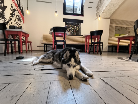 Motorola Edge 60 Fusion