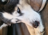 Motorola Edge 60 Pro