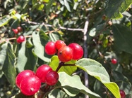 Motorola Edge 60 Pro