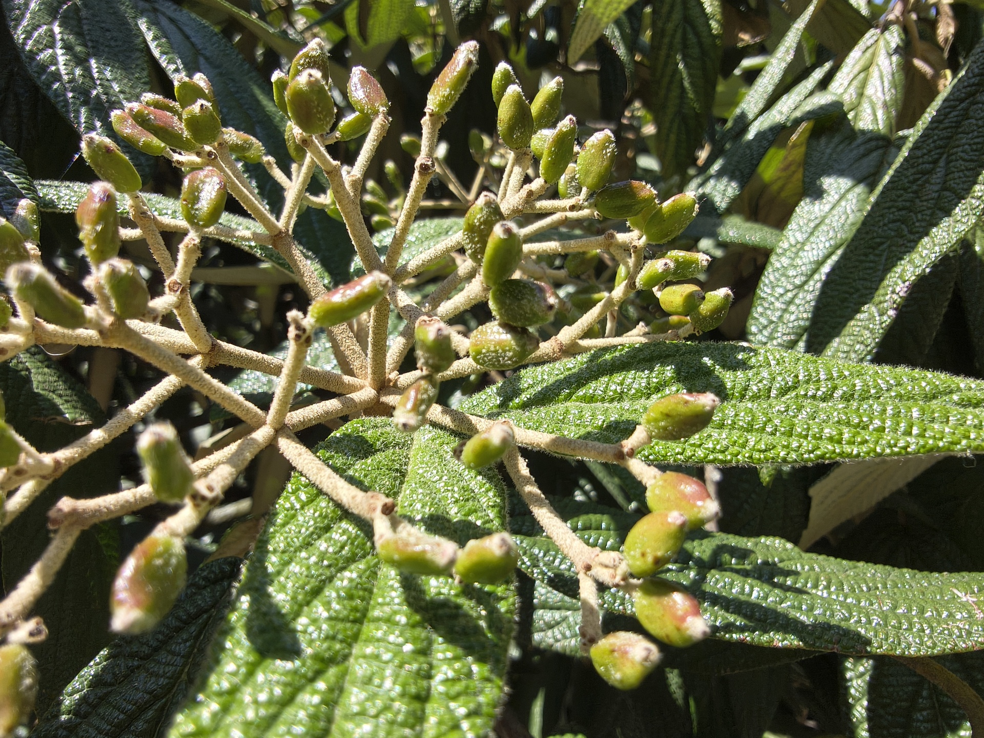 Motorola Edge 60 Pro