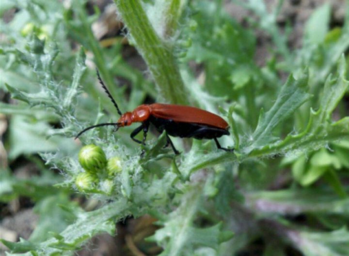 Motorola Milestone XT720