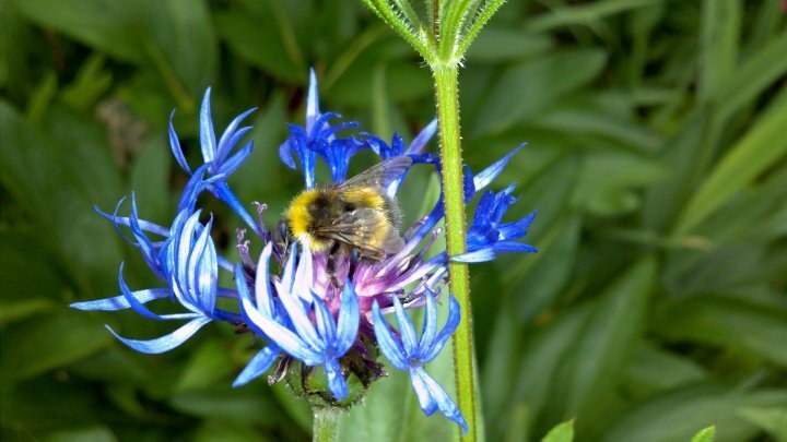 Motorola Milestone XT720