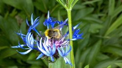 Motorola Milestone XT720