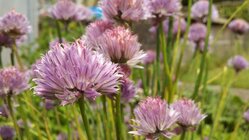 Motorola Milestone XT720