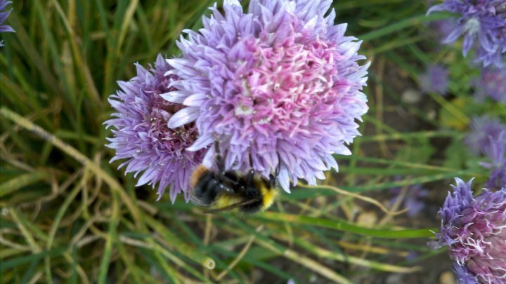 Motorola Milestone XT720