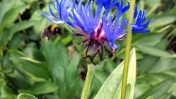 Motorola Milestone XT720