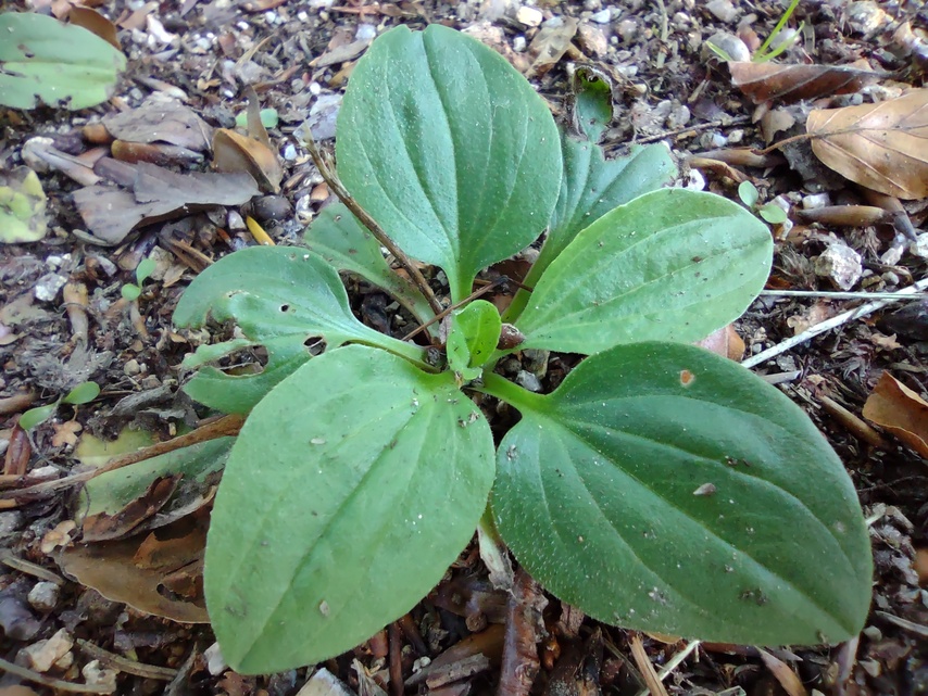 Motorola Moto G 5G Plus