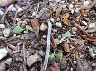 Motorola Moto G 5G Plus