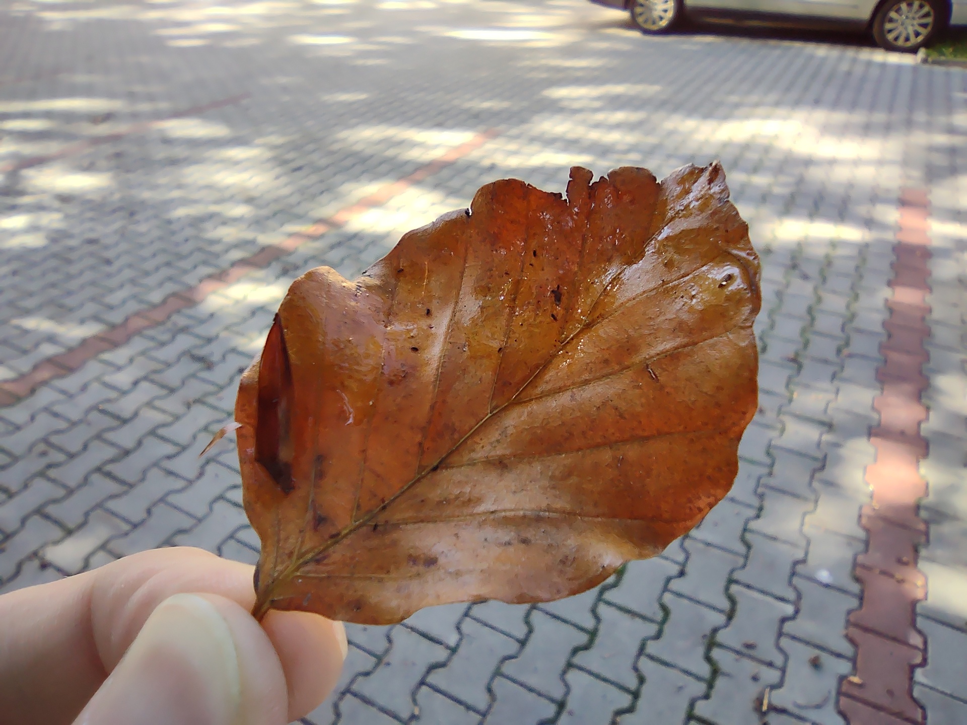 Motorola Moto G 5G Plus