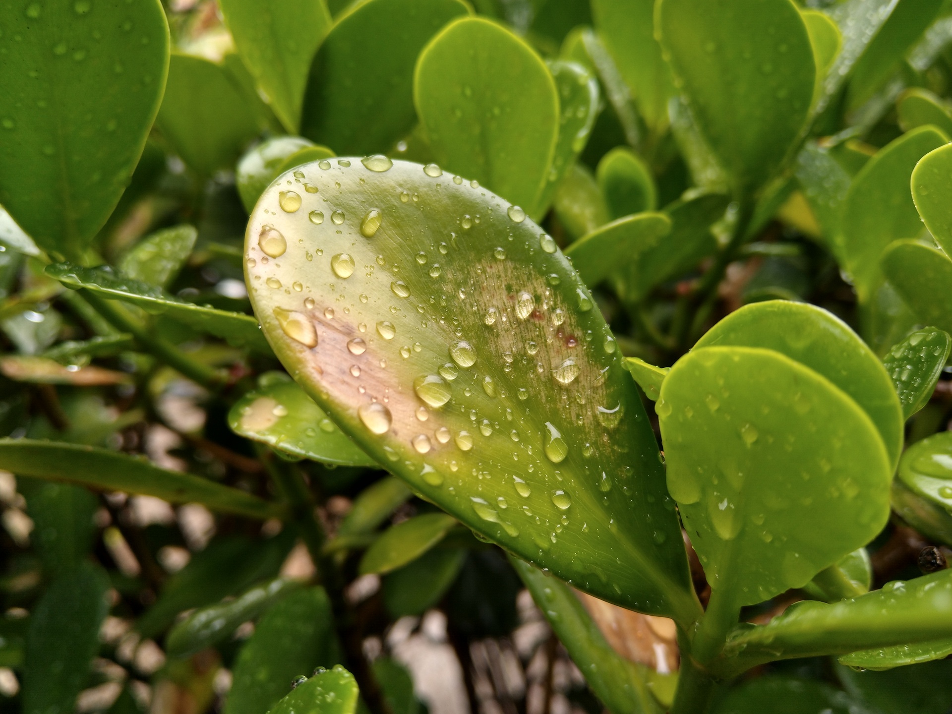 Motorola Moto G7 Plus