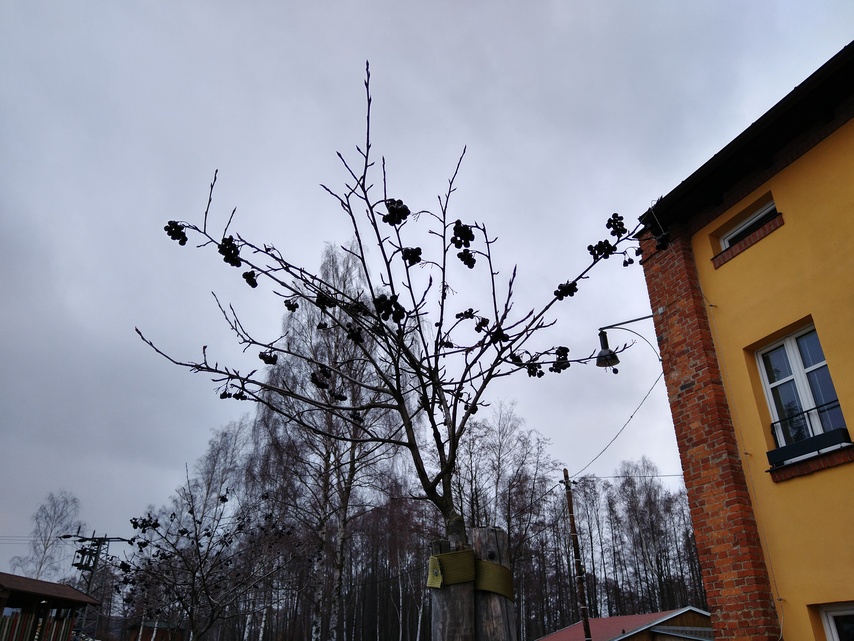 Motorola Moto G7 Plus