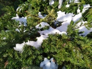 Motorola Moto G8 Plus