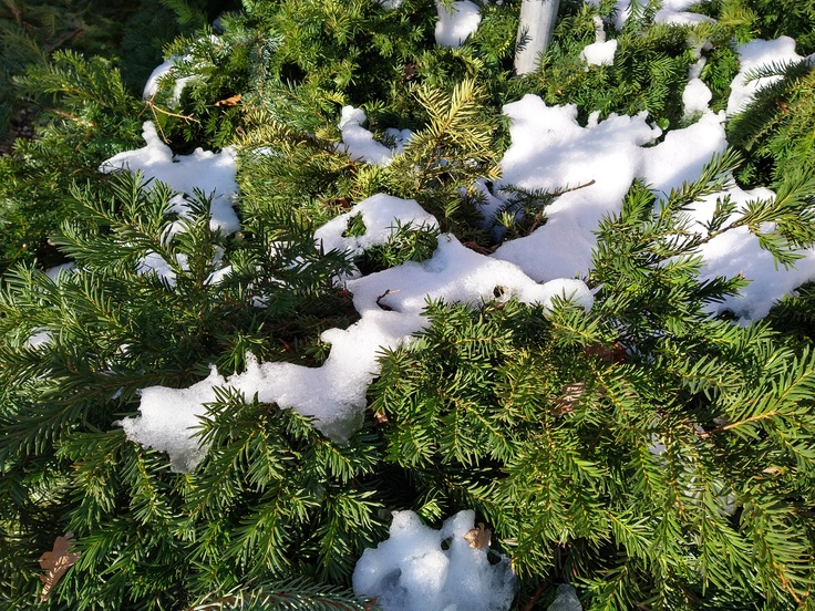 Motorola Moto G8 Plus