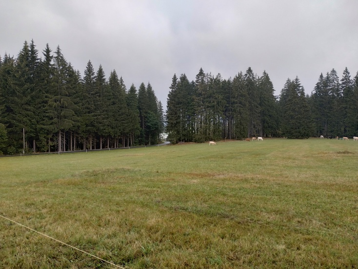 Motorola Moto G82 5G