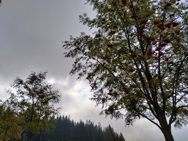 Motorola Moto G82 5G