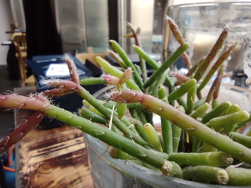 Motorola Moto G9 Plus