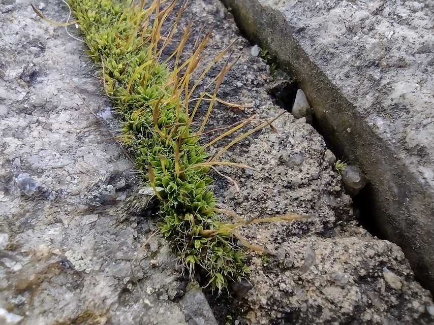 Motorola Moto G9 Power