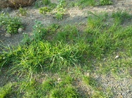 Motorola Moto X Force