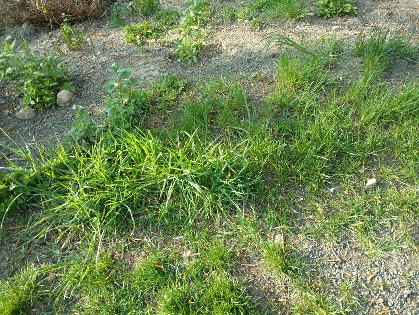 Motorola Moto X Force