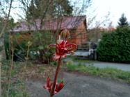 Motorola Moto X Force