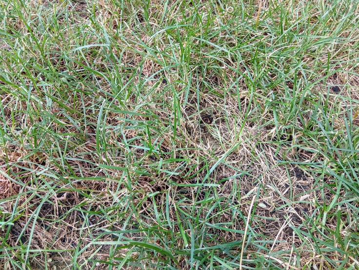 Motorola Razr (2019)